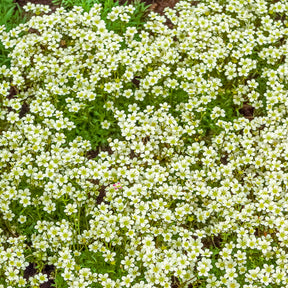 Steenbreek Arends Pixie White Steenbreek - Saxifraga arendsii White Pixie - Willemse