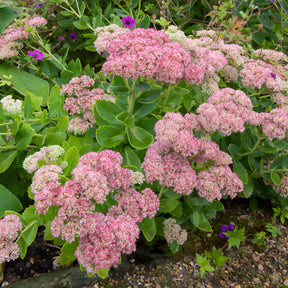 Verkoop Basterdwederik Saint-Antoine - Epilobium angustifolium