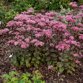 Sedum - Vetkruid - Vetkruid 'Matrona' - Sedum matrona
