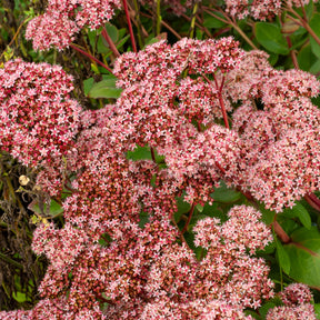 Sedum matrona - Vetkruid 'Matrona' - Sedum - Vetkruid