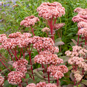 Vetkruid 'Matrona' - Sedum matrona - Willemse