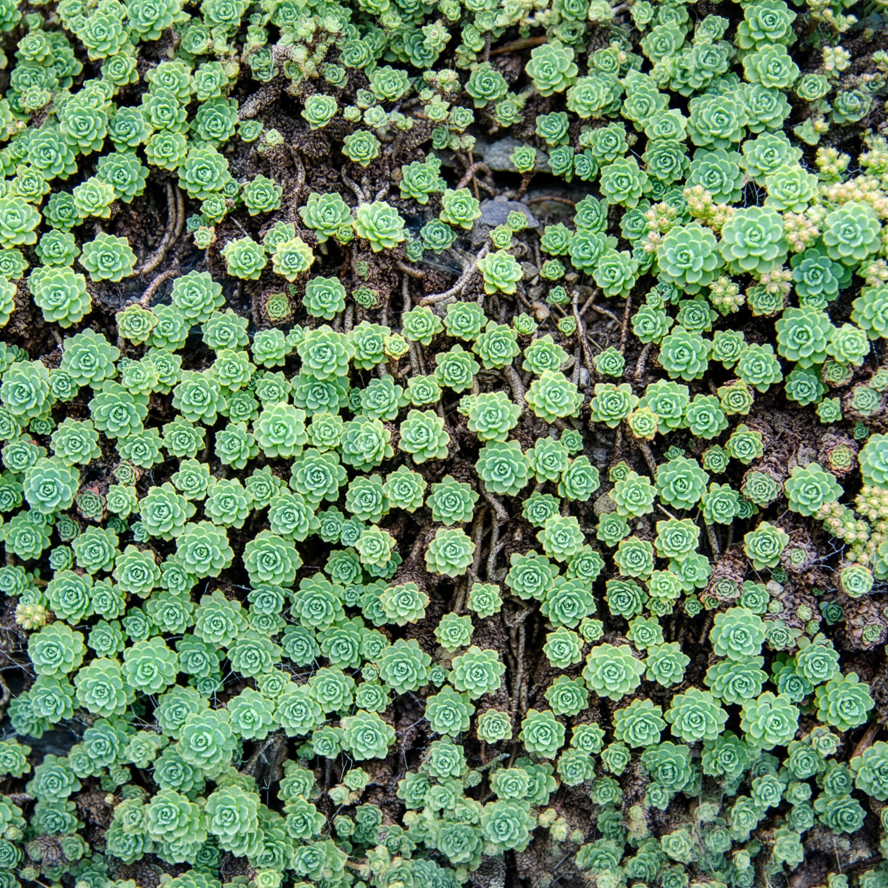 Vetkruid pachyclados - Sedum pachyclados - Willemse