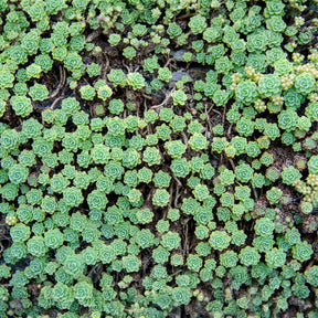 Vetkruid pachyclados - Sedum pachyclados - Willemse