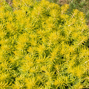 Vaste planten - Vetkruid 'Reflexum Angelina' - Sedum reflexum Angelina