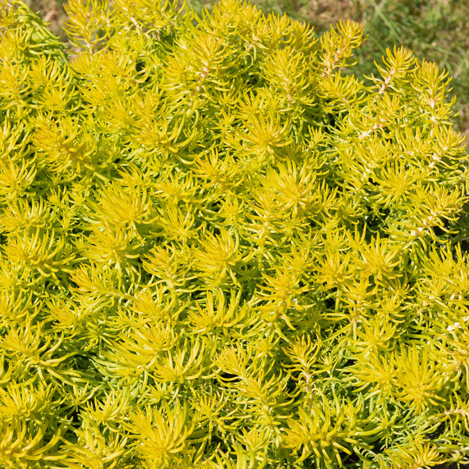 Vaste planten - Vetkruid 'Reflexum Angelina' - Sedum reflexum Angelina