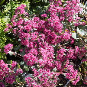 Vetkruid Siebold - Sedum sieboldii - Willemse