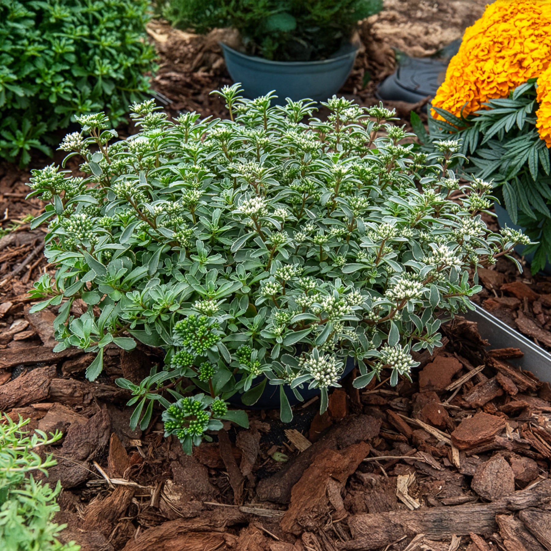 Roze vetkruid - Sedum spurium Variegatum - Willemse