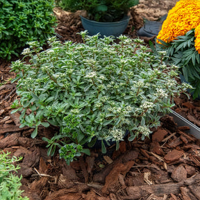 Roze vetkruid - Sedum spurium Variegatum - Willemse