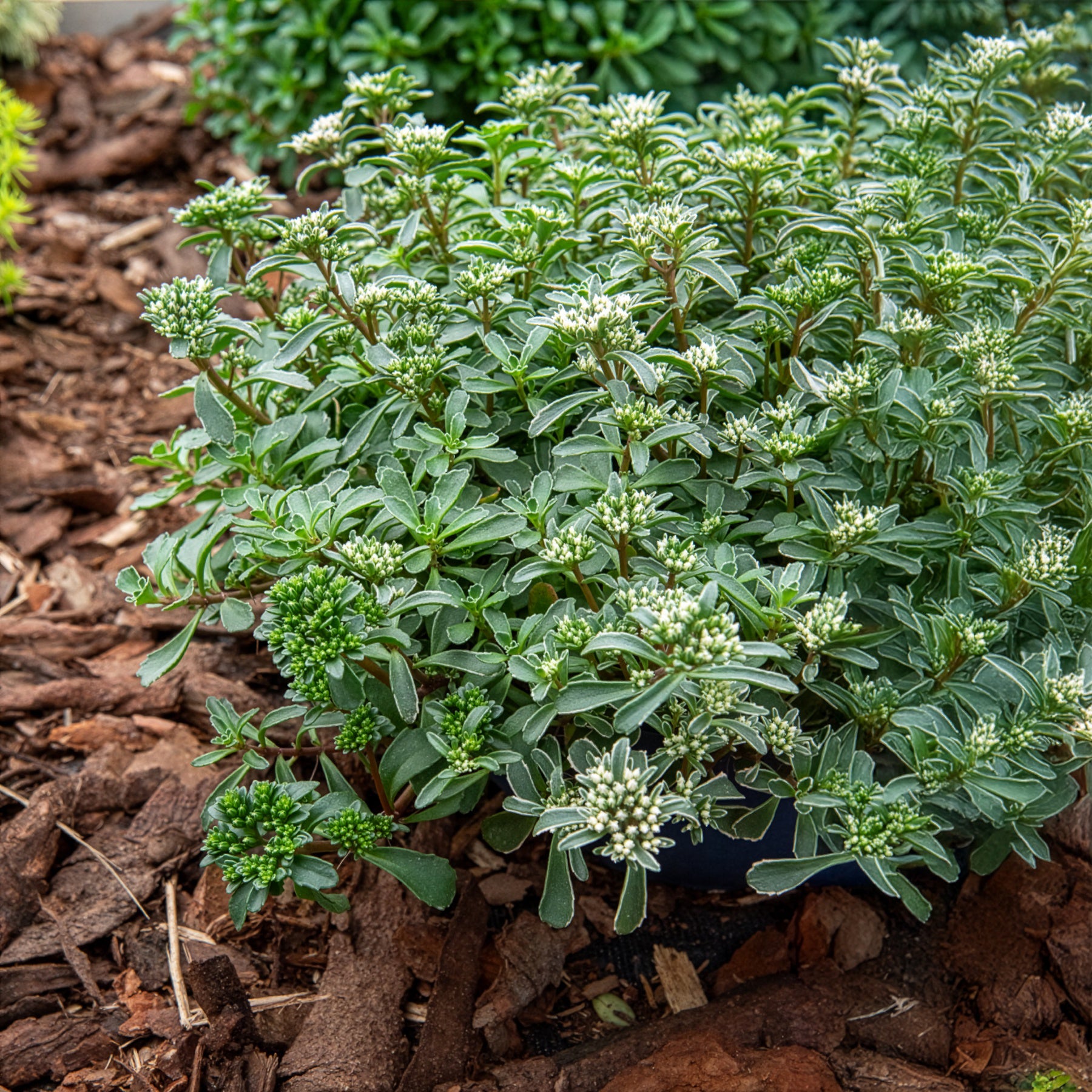 Sedum spurium Variegatum - Roze vetkruid - Sedum - Vetkruid