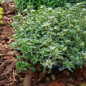 Sedum spurium Variegatum - Roze vetkruid - Sedum - Vetkruid