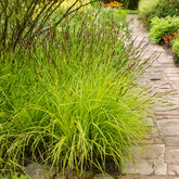Verkoop Zegge Aurea Carex - Carex elata aurea
