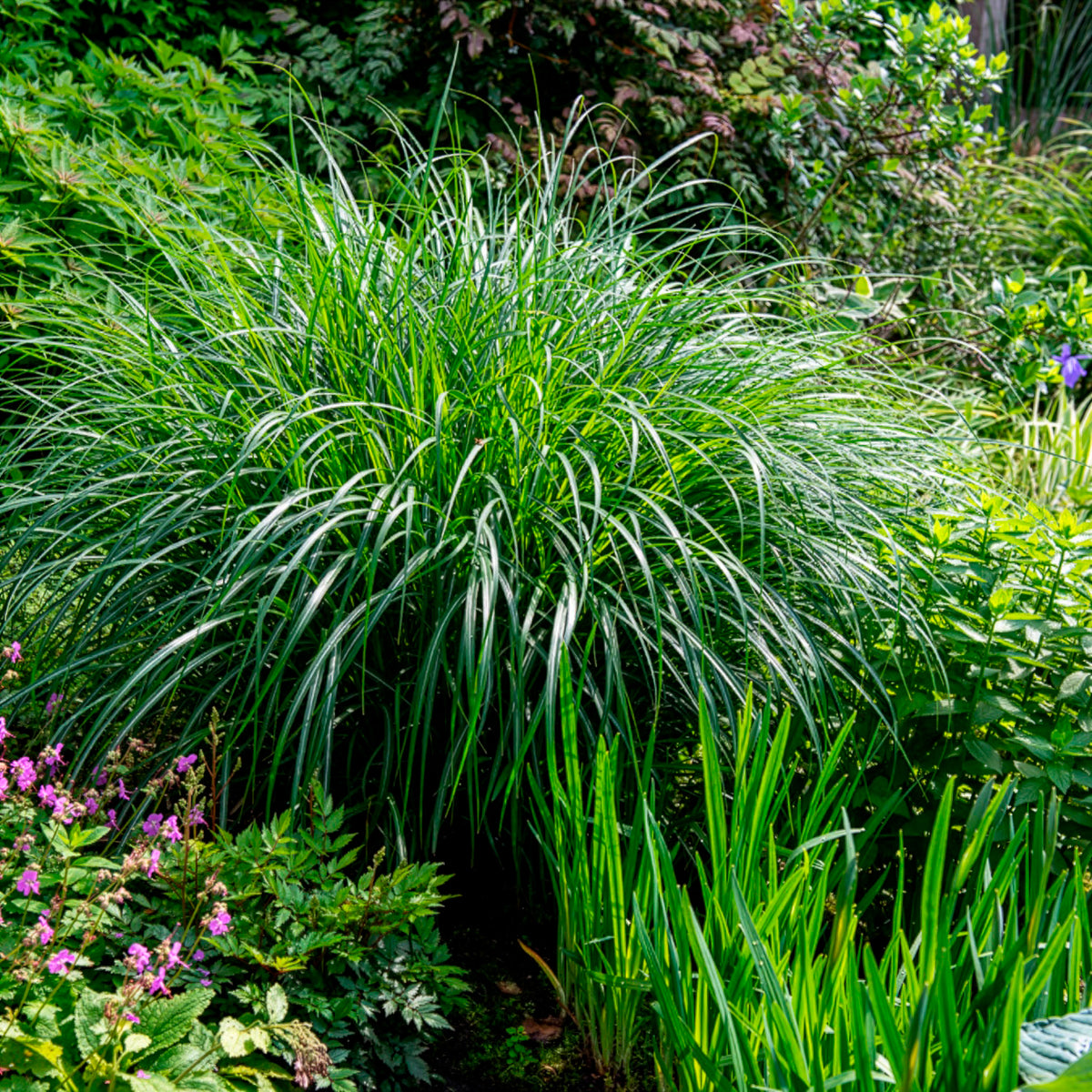 Laurierhaag Otto Luyken - Miscanthus sinensis kleine silberspinne - Willemse
