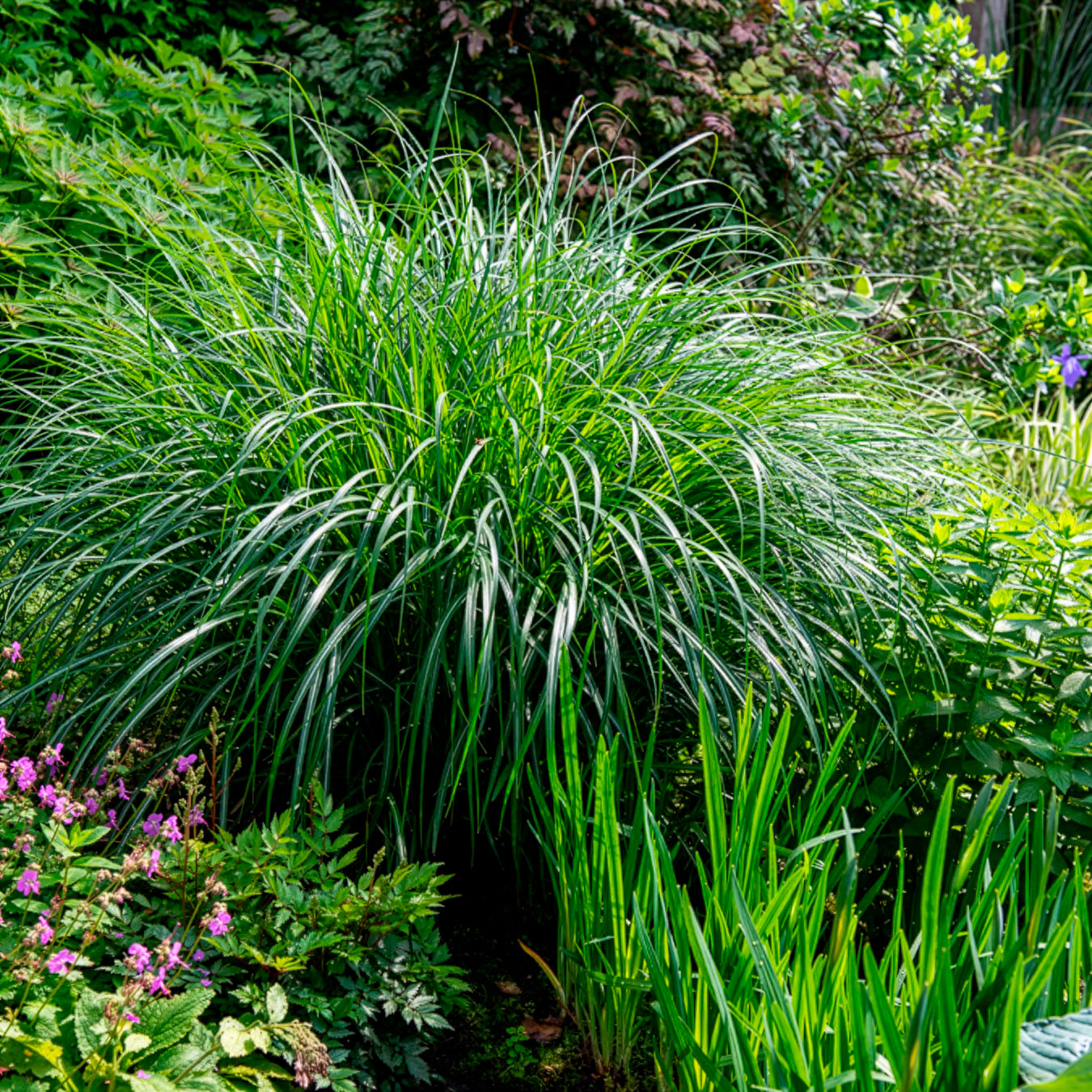 Laurierhaag Otto Luyken - Miscanthus sinensis kleine silberspinne - Willemse