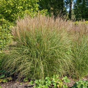 Laurierhaag Otto Luyken - Willemse