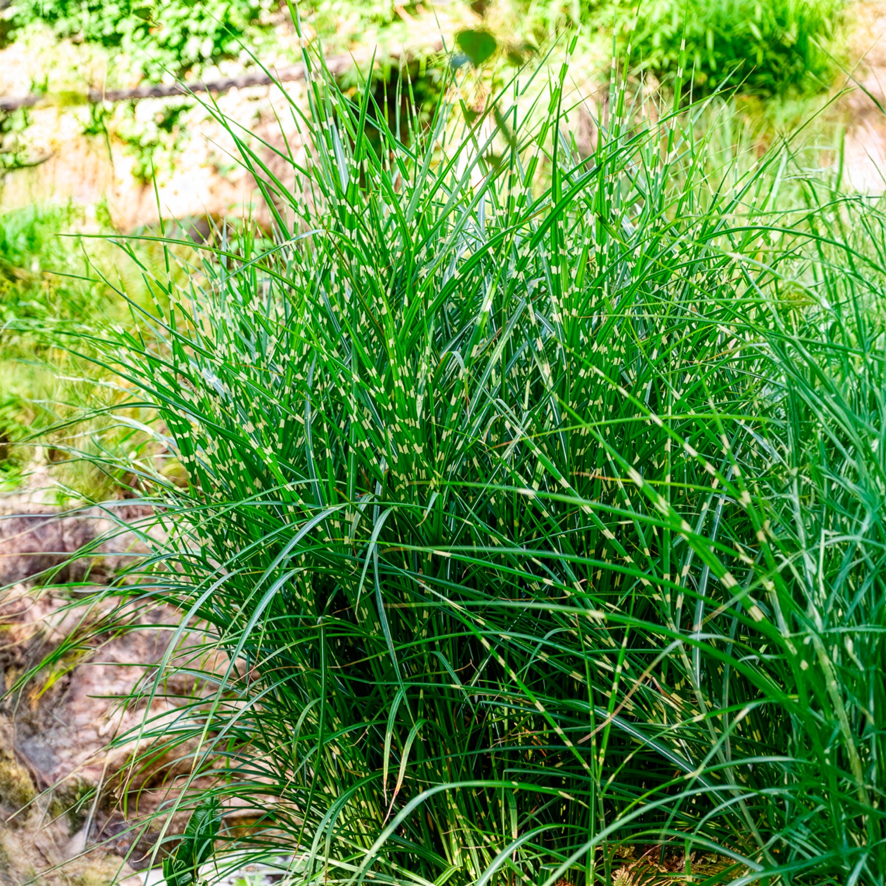 Chinees riet 'Strictus' - Willemse