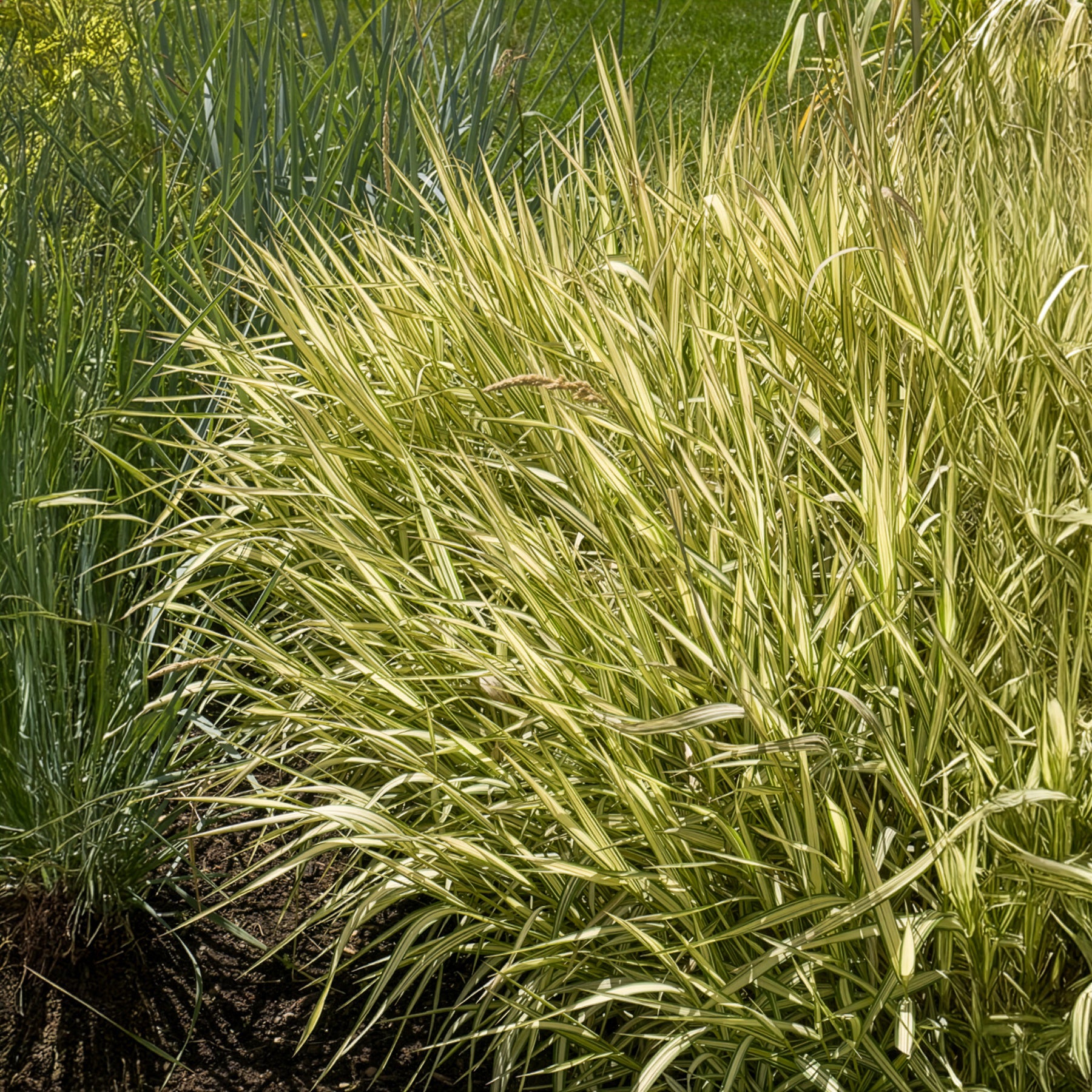 Verkoop Rietgras Feesey - Phalaris arundinacea Feesey