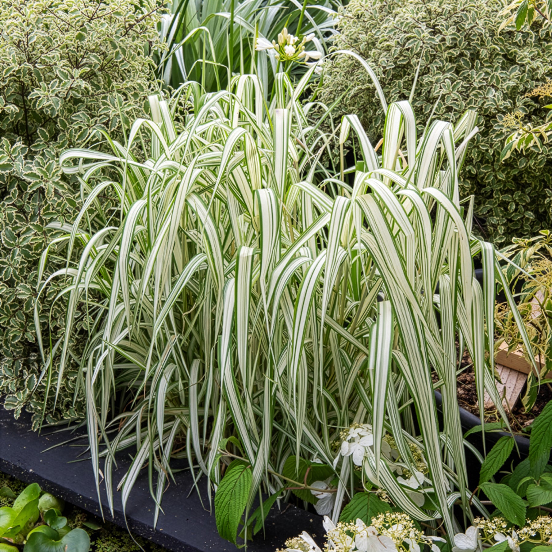 Siergrassen - Rietgras Feesey - Phalaris arundinacea Feesey