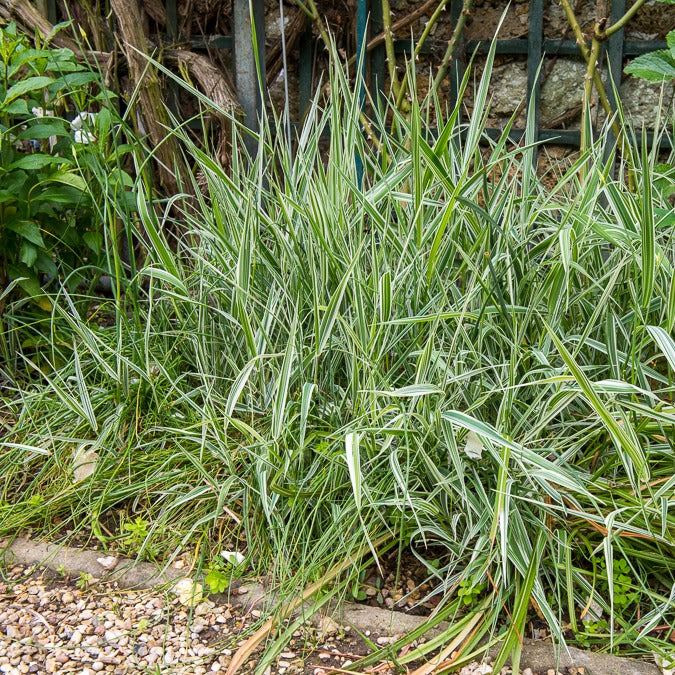 Rietgras Picta - Phalaris arundinacea Picta - Willemse