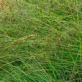 Prairiedropzaad heterolepis - Sporobolus heterolepis - Willemse