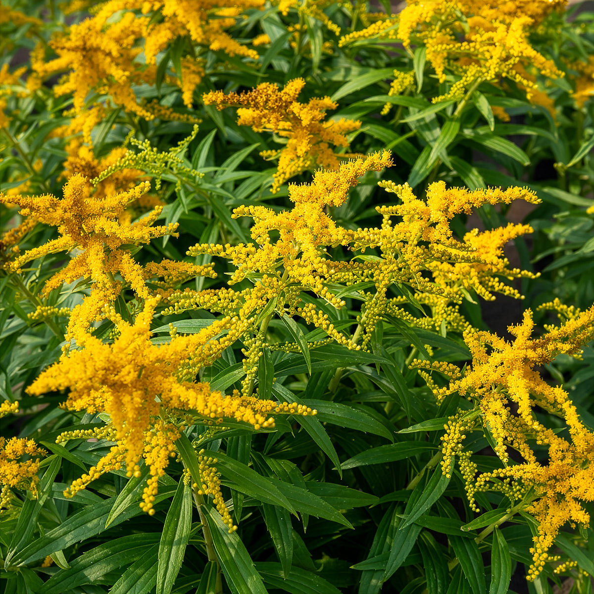 Solidago Golden Dwarf - Canadese guldenroede  Golden Dwarf - Solidago - Guldenroede