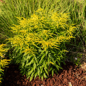Canadese guldenroede  Golden Dwarf - Willemse