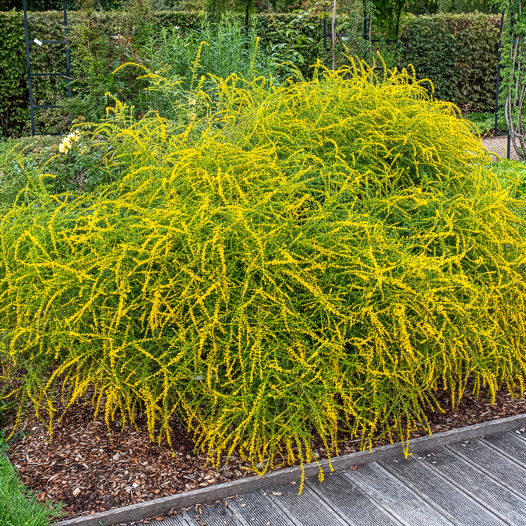 Guldenroede Fireworks - Willemse