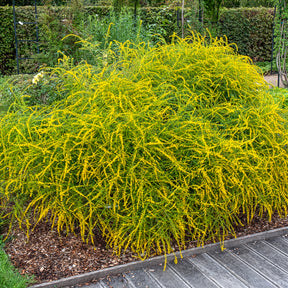 Guldenroede Fireworks - Willemse