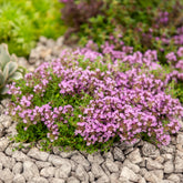 Kruiptijm Bressingham - Thymus praecox Bressingham - Willemse