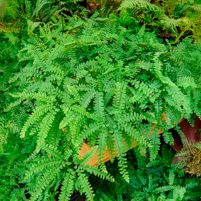 Venushaar - Adiantum pedatum - Willemse