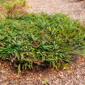 Venushaar - Willemse