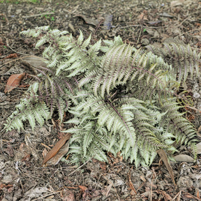 Japanse regenboogvaren - Athyrium niponicum var. pictum (metallicum) - Willemse
