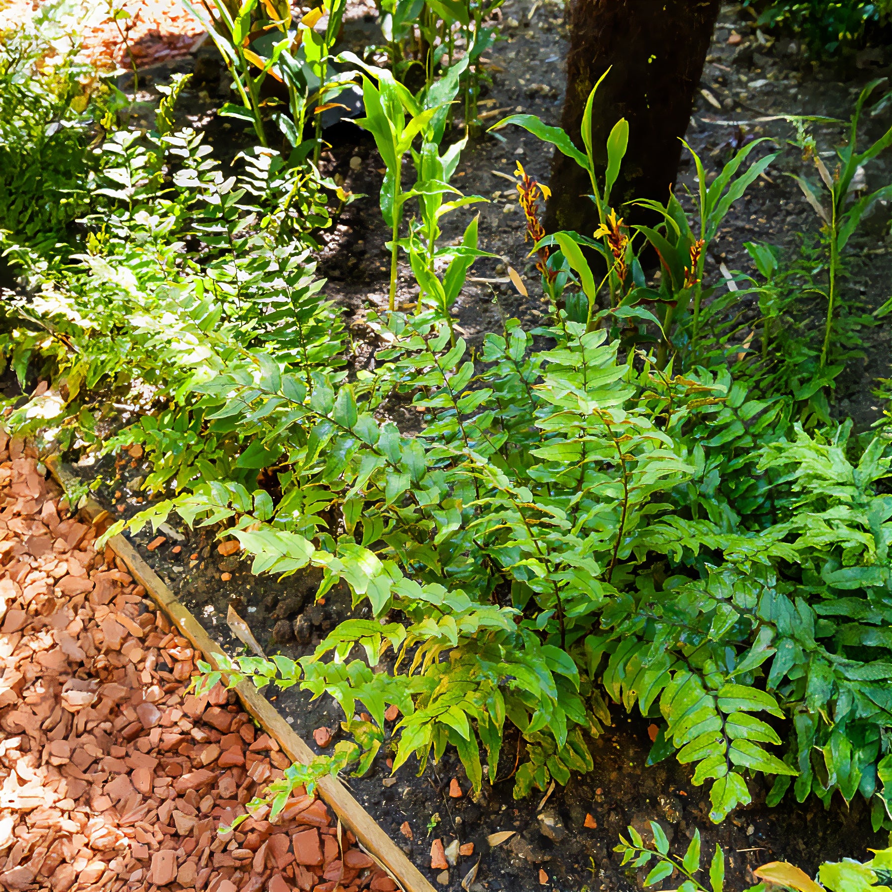 Ijzervaren - Willemse