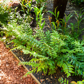 Ijzervaren - Willemse