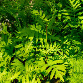 Bolletjesvaren - Onoclea sensibilis - Willemse