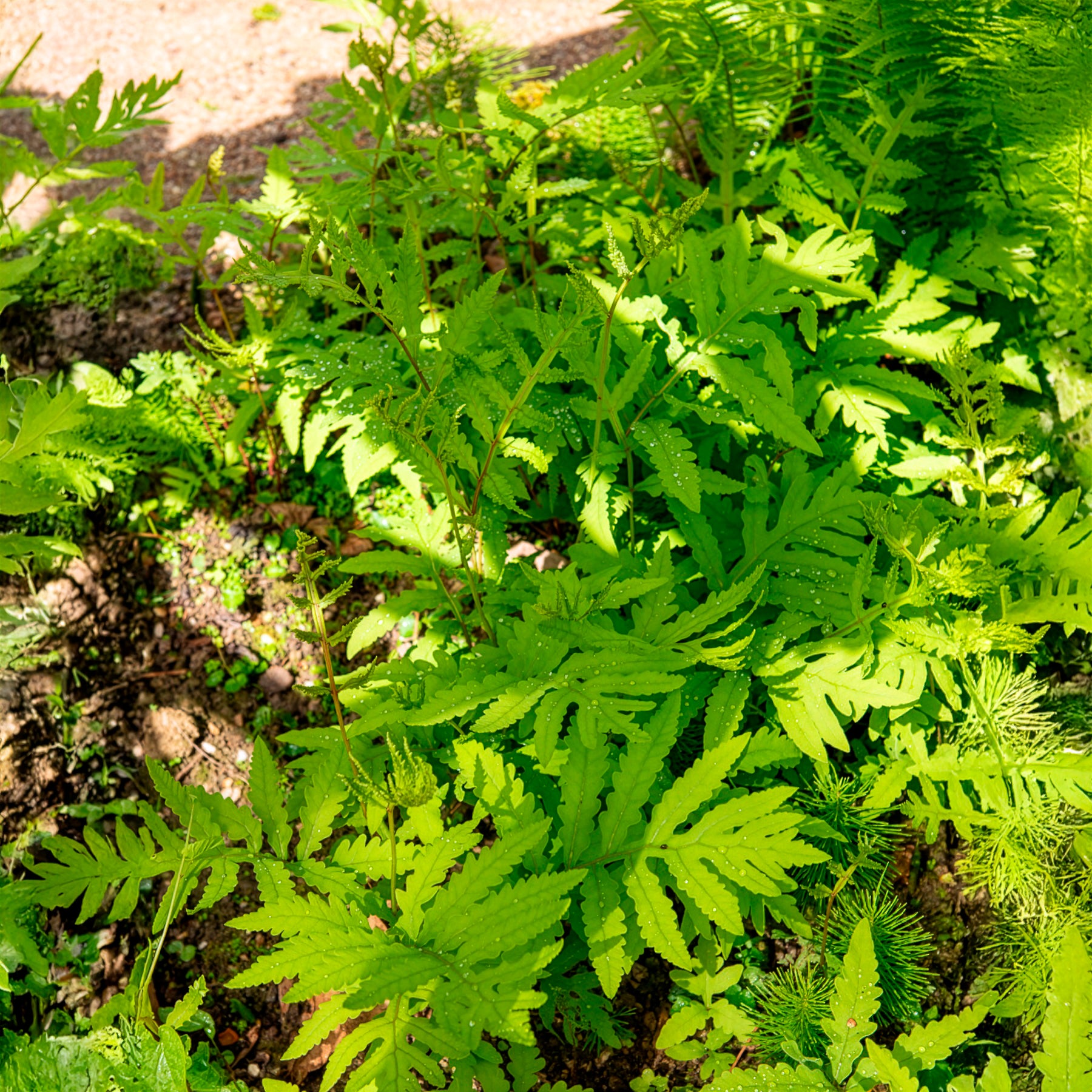 Onoclea sensibilis - Bolletjesvaren - Varens