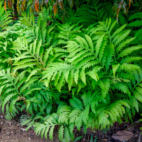 Varens - Bolletjesvaren - Onoclea sensibilis