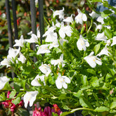 Witte mazus - Willemse
