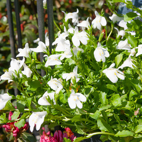 Witte mazus - Willemse
