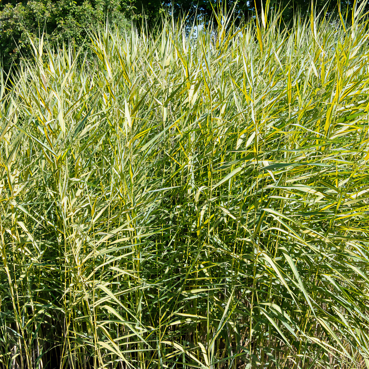 Rietgras Variegatus - Willemse