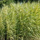 Rietgras Variegatus - Willemse