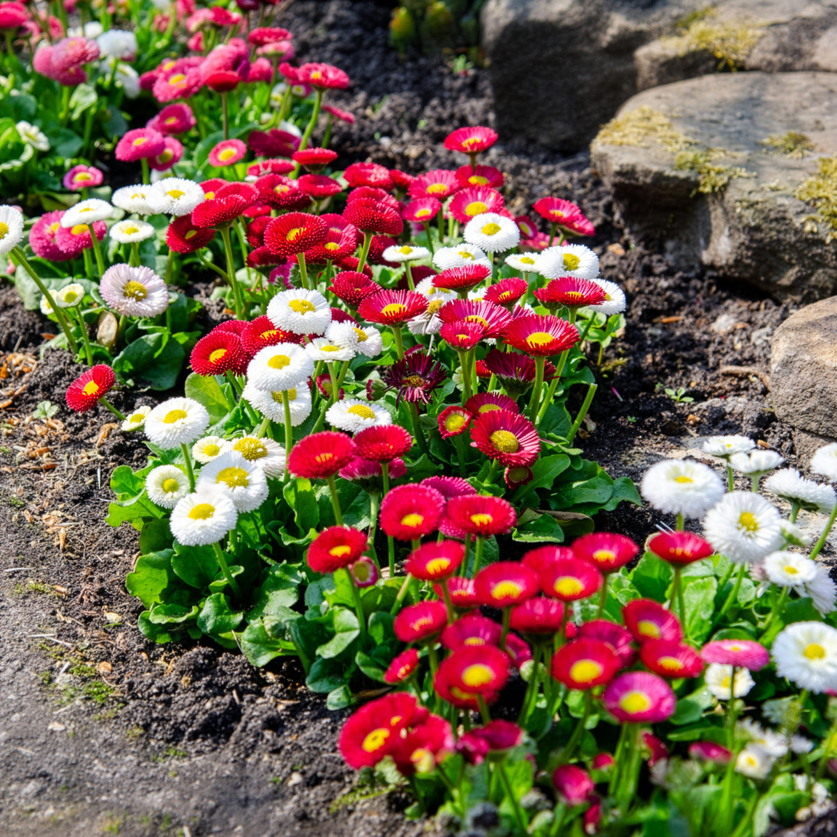 Madeliefje gemengd (x2) - Bellis perennis - Willemse