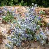 Blauwe zeedistel - Eryngium maritimum - Willemse