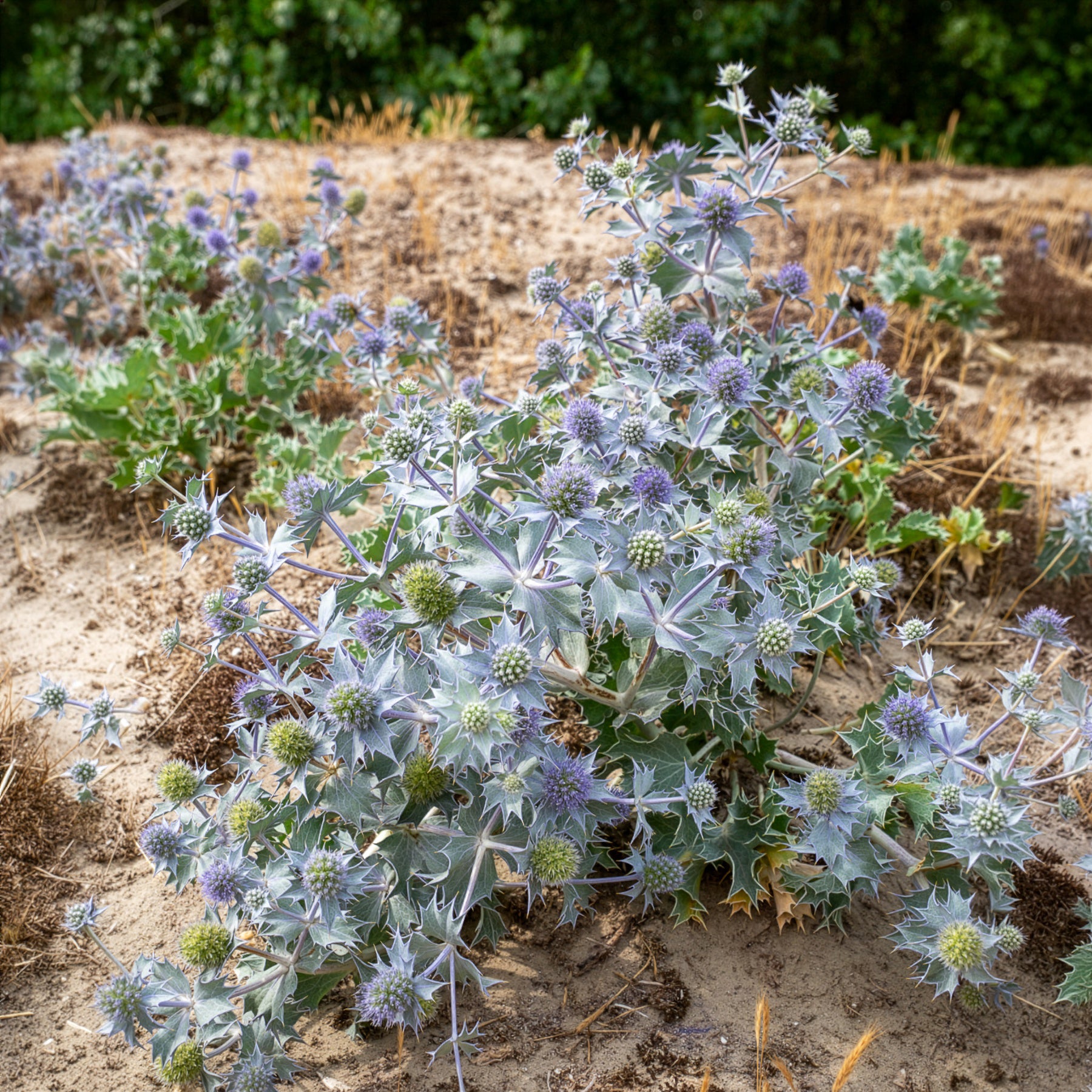 Blauwe zeedistel - Eryngium maritimum - Willemse