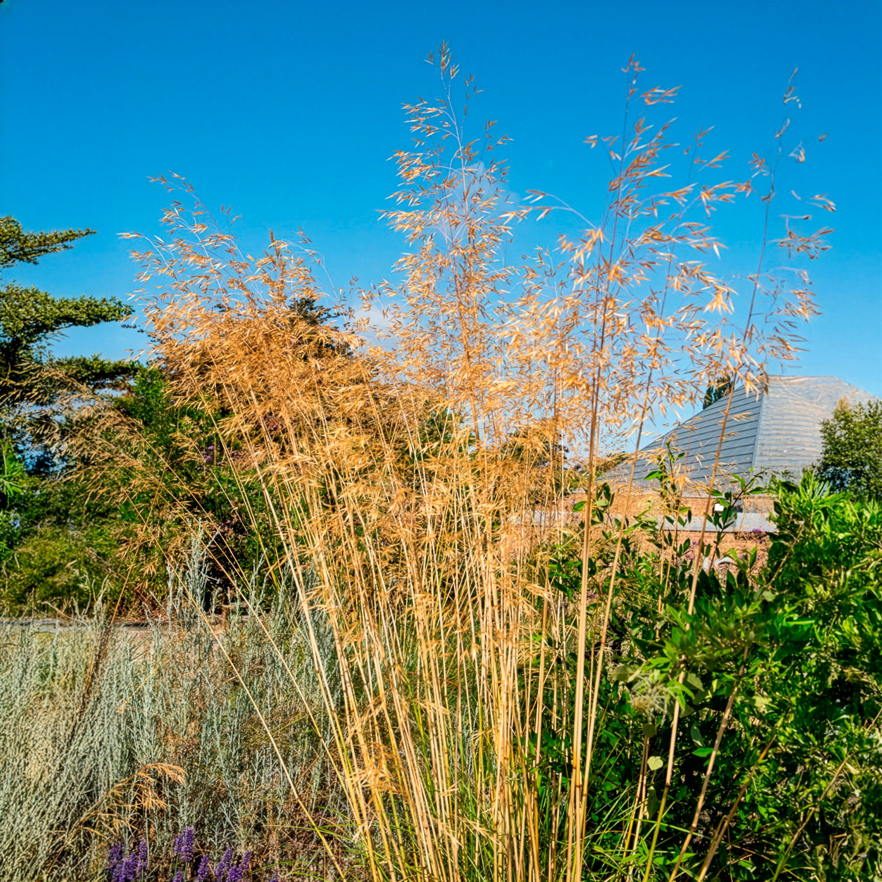 Vedergras Avoine - Stipa - Willemse