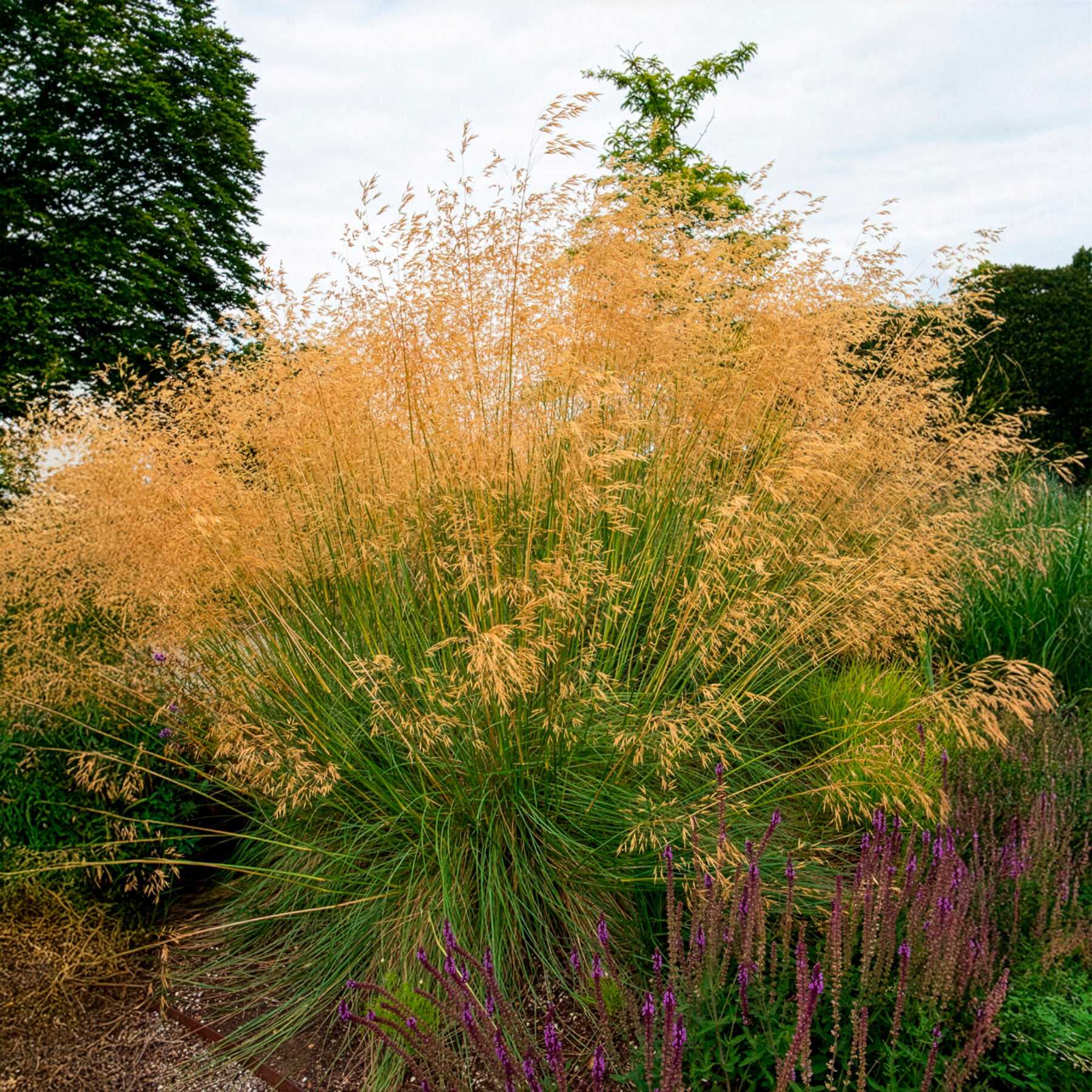 Verkoop Vedergras Avoine