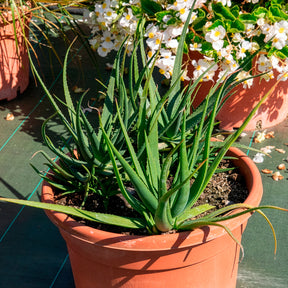 Aloe x safari Sunrise ® - Aloe 'Safari Sunrise'® - Aloë