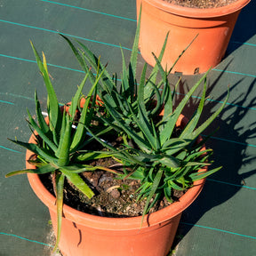 Aloe 'Safari Sunrise'® - Willemse