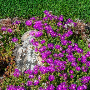  - Ijsbloem - Delosperma cooperi