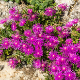 Vaste bodembedekkers - Ijsbloem - Delosperma cooperi