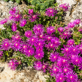 Delosperma cooperi - Ijsbloem - 
